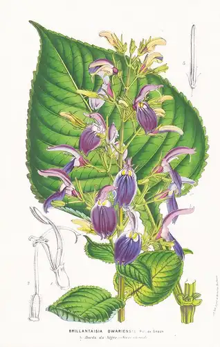 Brillantaisia Owariensis - Niger Blume Blumen flowers flower botanical Botanik Botanical Botany