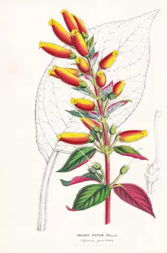 Isoloma Pictum - Colombia Kolumbien Blume flower flowers Blume Botanik Botanical Botany antique print
