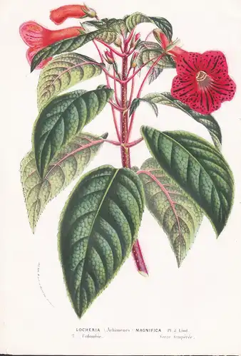 Locheria Magnifica - Colombia Kolumbien Blume flower flowers Blume Botanik Botanical Botany antique print