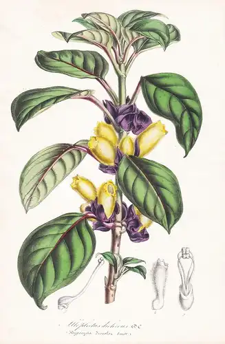 Alloplectus Dichrous - Brasil Brazil Blume flower flowers Blume Botanik Botanical Botany antique print