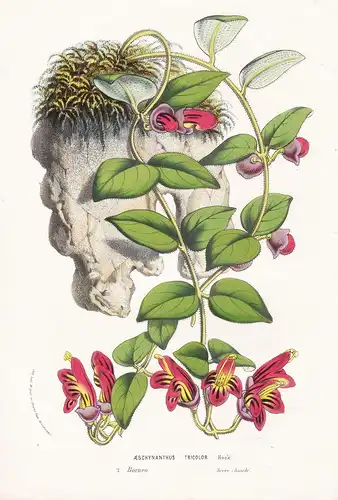 Aeschynanthus Tricolor - Borneo Blume flower flowers Blume Botanik Botanical Botany antique print