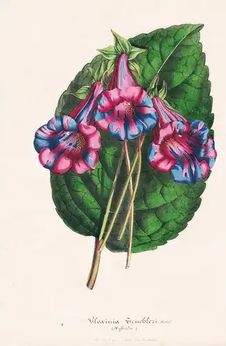 Gloxinia Teuchleri - Blume Blumen botanical Botanik Botanical Botany