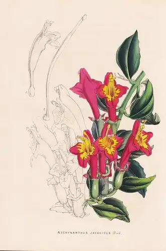 Aeschynanthus Javanicus - Java Blume flower flowers Blume Botanik Botanical Botany antique print
