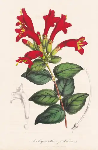 Aeschynanthus Pulcher - Java Blume Blumen flowers flower botanical Botanik Botanical Botany