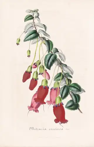 Mitraria Coccinea - Chile Ciloe Blume flower flowers Blume Botanik Botanical Botany antique print