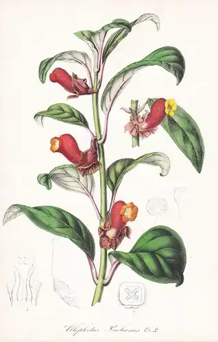 Alloplectus Pinelianus - Brasil Brazil Blume flower flowers Blume Botanik Botanical Botany antique print