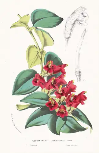 Aeschynanthus Cordifolius - Borneo flowers Blume Blumen botanical Botanik Botanical Botany