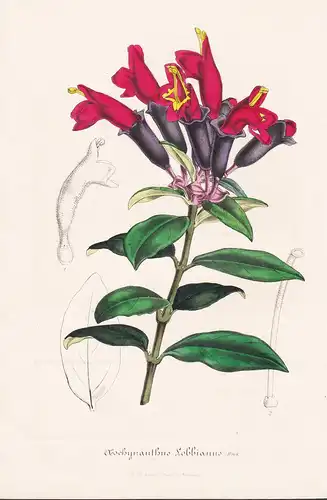 Aeschynanthus Lobbianus - Java Blume flower flowers Blume Botanik Botanical Botany antique print