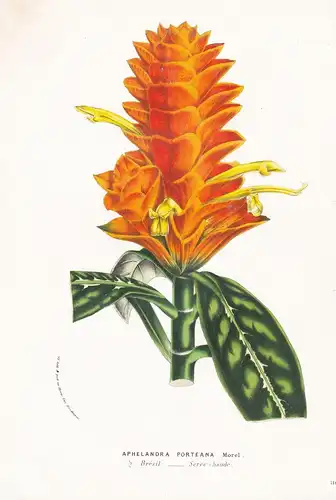 Aphelandra Porteana - Brazil Brasil Brasilien Blume Blumen flowers flower botanical Botanik Botanical Botany