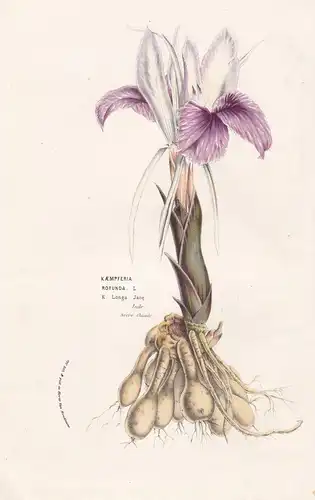 Kaempferia Rorunda - India China Indien Blume Blumen botanical Botanik Botanical Botany