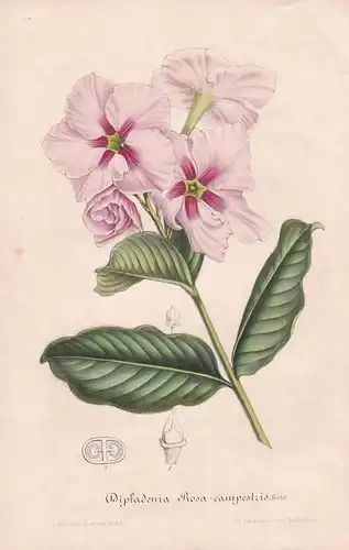 Dipladenia Rosa-Campestris -  flowers Blume Blumen botanical Botanik Botanical Botany