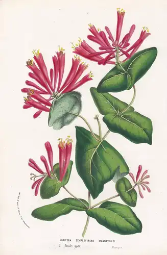 Lonicera Sempervirens Magneville - America Amerika flowers Blume Blumen botanical Botanik Botanical Botany