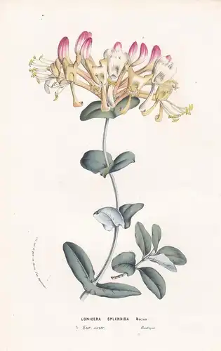 Lonicera Splendida - flowers Blume Blumen botanical Botanik Botanical Botany