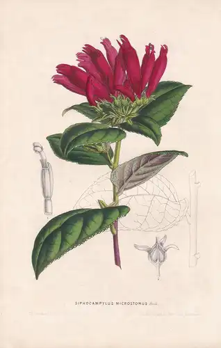 Siphocampylus Microstomus - New Grenada flowers Blume Blumen botanical Botanik Botanical Botany