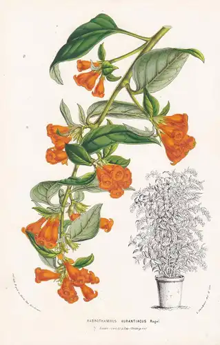 Habrothamnus Aurantiacus - America Amerika Blume Blumen botanical Botanik Botanical Botany