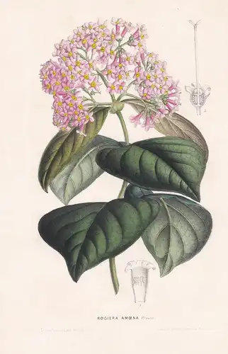 Rogiera Amoena - Guatemala Blume Blumen botanical Botanik Botanical Botany