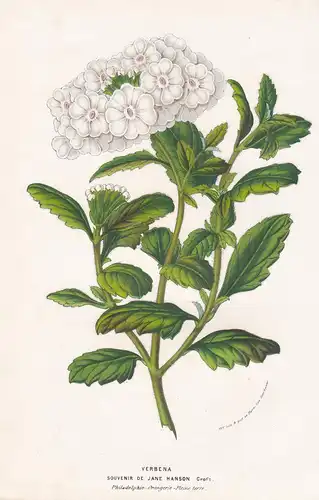 Verbena Souvenir de Jane Hanson - Verbene Philadelphia Blume Blumen botanical Botanik Botanical Botany