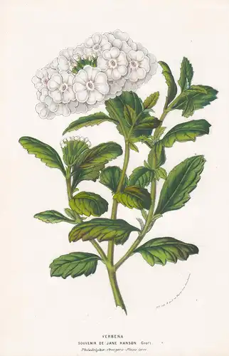 Verbena Souvenir de Jane Hanson - Philadelphia Verbene Blume Blumen botanical Botanik Botanical Botany