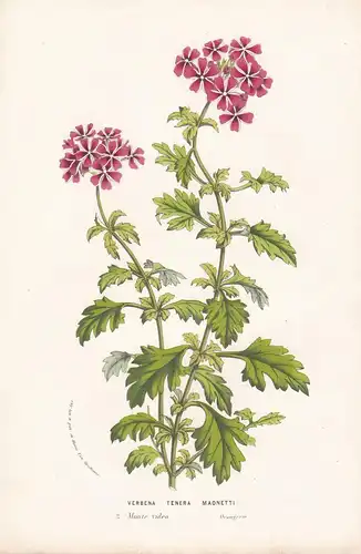 Verbena Tenera Maonetti - Uruguay Blume Blumen botanical Botanik Botanical Botany