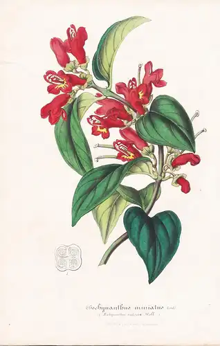 Aechynanthus Miniatus - Java Blume Blumen botanical Botanik Botanical Botany