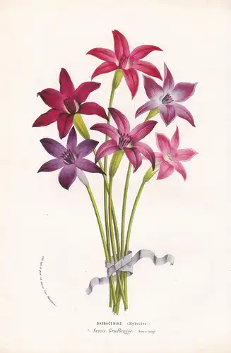 Barbacenias Hybrides - Blume Blumen botanical Botanik Botanical Botany