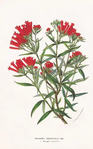 Bouvardia Angustifolia - Mexico Mexiko Blume Blumen botanical Botanik Botanical Botany