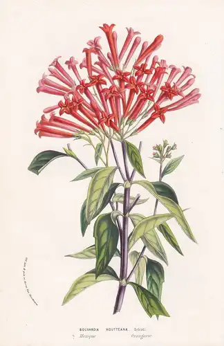 Bouvardia Houtteana - Mexico Mexiko Blume Blumen botanical Botanik Botanical Botany