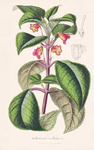 Achimenes Ocellata - Schiefteller Panama Blume Blumen flowers flower botanical Botanik Botanical Botany