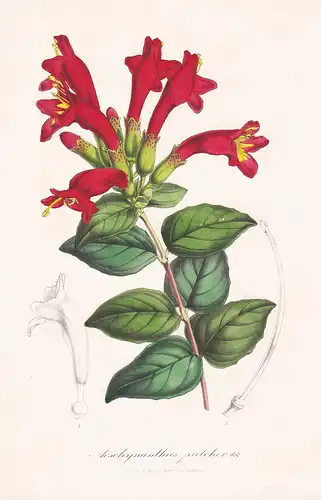 Aeschynanthus Pulcher - Java Blume Blumen flowers flower botanical Botanik Botanical Botany