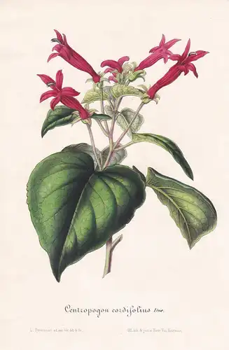 Centropogon Cordifolius - Guatemala flowers Blume Blumen botanical Botanik Botanical Botany
