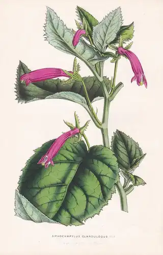 Siphocampylus Glandulosus - New Grenada Neugranada flowers Blume Blumen botanical Botanik Botanical Botany