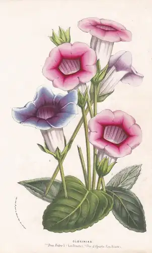 Gloxinias - flowers Blume Blumen botanical Botanik Botanical Botany