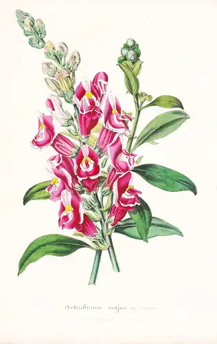Antirrhinum Majus - flowers Blume Blumen botanical Botanik Botanical Botany