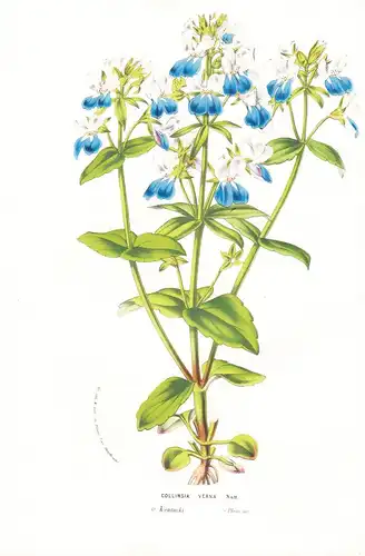 Collinsia Verna - Kentucky flowers Blume Blumen botanical Botanik Botanical Botany