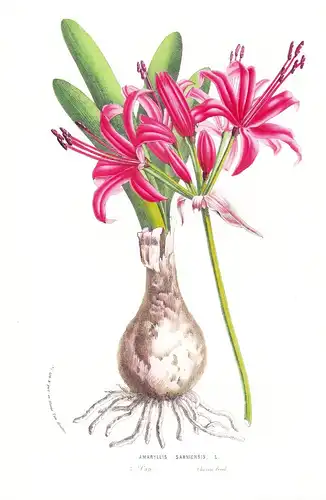 Amaryllis Sarniensis - South Africa flowers Blume Blumen botanical Botanik Botanical Botany