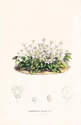 Ionopsidium Acaule - flowers Blume Blumen botanical Botanik Botanical Botany