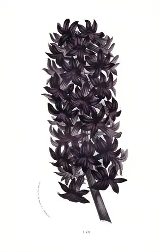 Hyacinth - flowers Blume Blumen botanical Botanik Botanical Botany