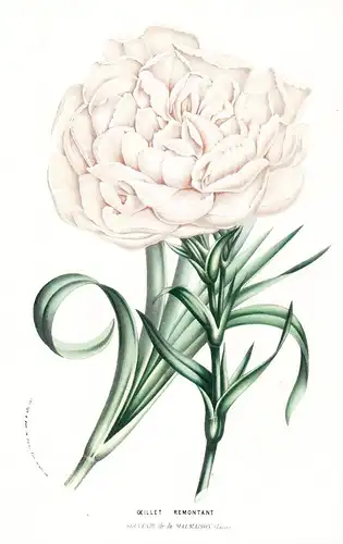 Remontant Oeillet Souvenir de la Malmaison - flowers Blume Blumen botanical Botanik Botanical Botany