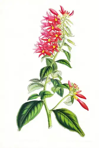Siphocampylus Amoenus - America Amerika flowers Blume Blumen botanical Botanik Botanical Botany