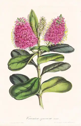 Veronica Speciosa - New Zealand flowers Blume Blumen botanical Botanik Botanical Botany