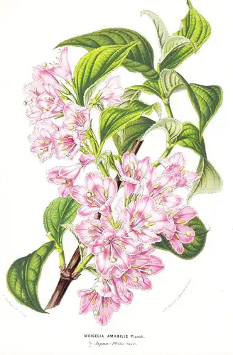 Diervilla Amabilis - Japan flowers Blume Blumen botanical Botanik Botanical Botany