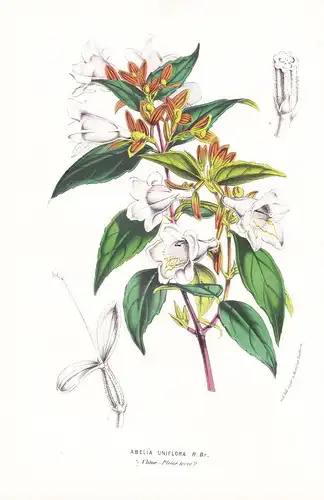 Abelia Uniflora  - China flowers Blume Blumen botanical Botanik Botanical Botany