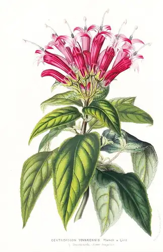Centropogon Tovarensis - Venezuela flowers Blume Blumen botanical Botanik Botanical Botany