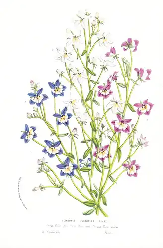 Clintonia Pulchella - California Californien flowers Blume Blumen botanical Botanik Botanical Botany