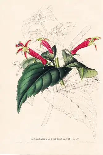Siphocampylus Orbignyanus - Bolivia Bolivien flowers Blume Blumen botanical Botanik Botanical Botany