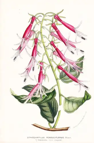 Siphocampylus Penduliflorus  - Venezuela flowers Blume Blumen botanical Botanik Botanical Botany