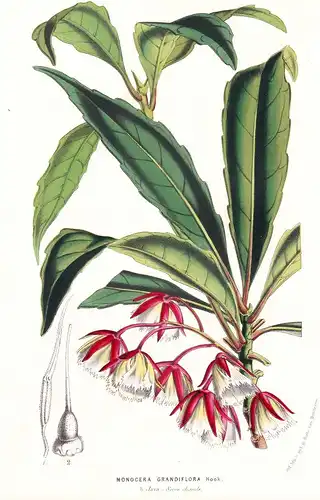 Monocra Grandiflora - Java flower flowers Blume Blumen botanical Botanik Botanical Botany