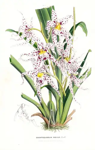 Odontoglossum Naevium - America Amerika Orchid Orchidee flower flowers Blume Blumen botanical Botanik Botanica