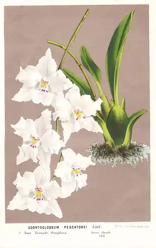 Odontoglossum Pescatorei - New Granada Orchid Orchidee flowers Blume Blumen botanical Botanik Botanical Botany