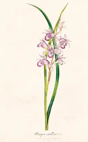 Phajus Rosellus - Indien India Orchid Orchidee flower flowers Blume Blumen botanical Botanik Botanical Botany